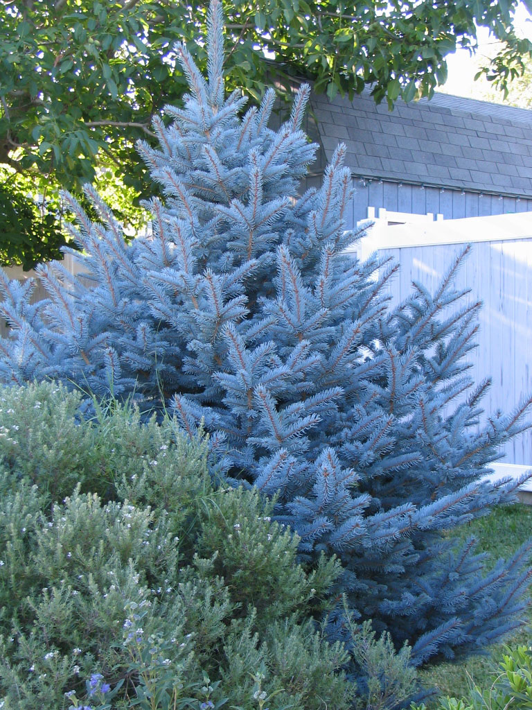 colorado blue spruce / abeto azul de colorado